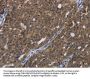 HOXC8 Antibody