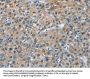 CAB39L Antibody