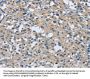 CAB39L Antibody