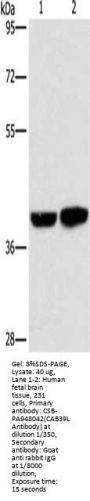 CAB39L Antibody
