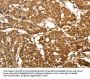 PARK7 Antibody