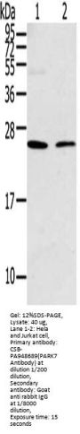 PARK7 Antibody