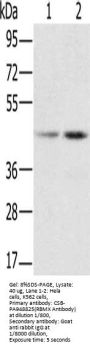 RBMX Antibody
