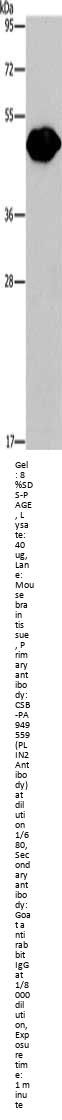PLIN2 Antibody