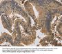 KIF22 Antibody