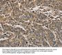 KIF22 Antibody