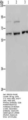 KIF22 Antibody