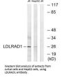 LDLRAD1 Antibody