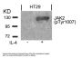 Phospho-JAK2 (Tyr1007) Antibody