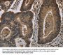 HIST1H4A Antibody