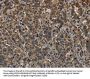HIST1H4A Antibody
