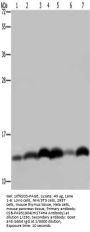 HIST1H4A Antibody