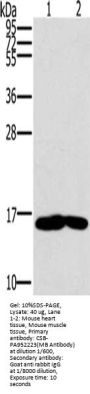 MB Antibody