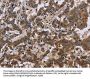 FMR1 Antibody