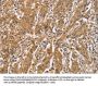 CDCP1 Antibody
