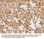 CDCP1 Antibody