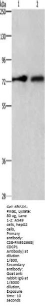 CDCP1 Antibody
