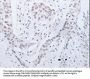 CCND2 Antibody