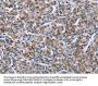 PLCL1 Antibody