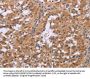 CDK1 Antibody