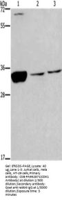 CDK1 Antibody