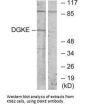 DGKE Antibody
