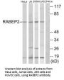 RABEP2 Antibody