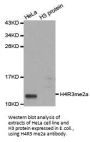 Histone H4R3me2a Antibody