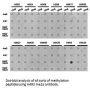 Histone H4R3me2a Antibody