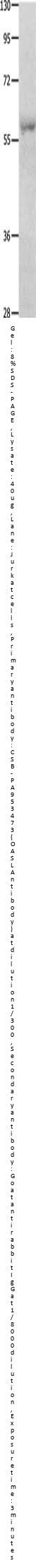 OASL Antibody