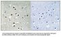Phospho-MEF2C (Ser396) Antibody