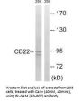 CD22 (Ab-807) Antibody