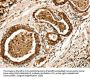 LYZ Antibody