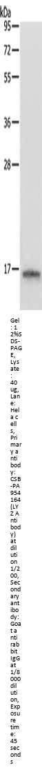 LYZ Antibody