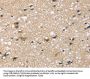 Rabbit anti-human SEMA4A polyclonal antibody