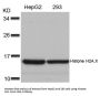 Histone H2A.X (Ab-139) Antibody
