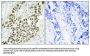 Histone H2A.X (Ab-139) Antibody