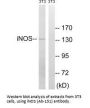 NOS2 (Ab-151) Antibody