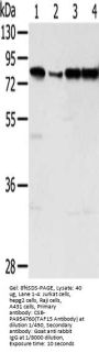 TAF15 Antibody