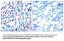 Phospho-STAT3 (Tyr705) Antibody