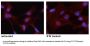 Phospho-STAT3 (Tyr705) Antibody