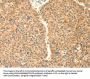 TRAF6 Antibody