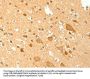 TRAF6 Antibody