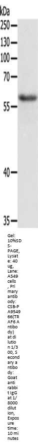 TRAF6 Antibody