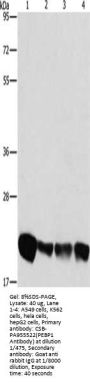 PEBP1 Antibody