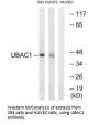 UBAC1 Antibody