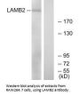 LAMB2 Antibody