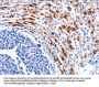 CCNB1 Antibody