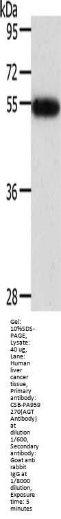 AGT Antibody