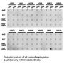 Histone H4R3me2s Antibody